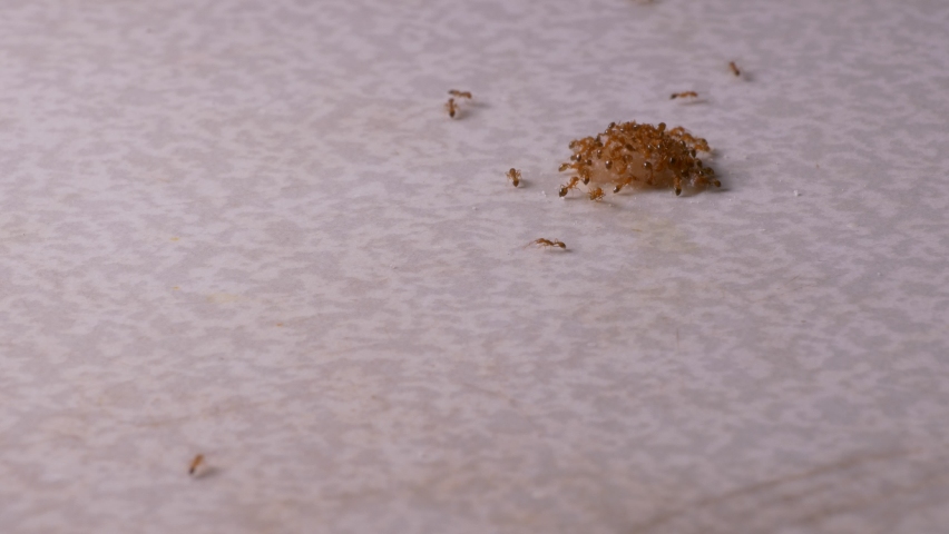 Ungraded: Home pests Pharaoh ants pull apart a drop of sweet food found on the kitchen table. Ungraded H.264 from camera without re-encoding.