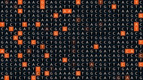 Loopable: Genetic mapping DNA sequence analysis abstract background with letters A,G,C,T in tileable grid with orange squares. Big genomic data analysis concept. - Powered by Shutterstock - Get 15% off with code: PIKWIZARD15