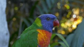 Ungraded: Red-blue-orange ringed parrot tweet sitting on a tree branch in a zoo. Ungraded H.264 from camera without re-encoding.
