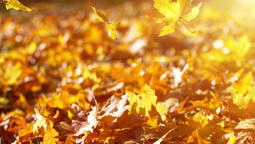 Super slow motion of falling autumn maple leaves. Filmed on high speed cinema camera, 1000 fps. | Shutterstock HD Video #1079561726