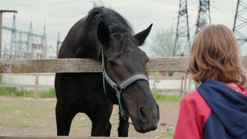 Brown horse in a stable in a stallion