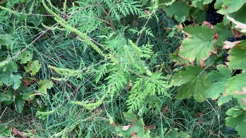 Ring Invasive Annual ragweed (Ambrosia Artemisiifolia) in French Vineyard is Mandatory - POV