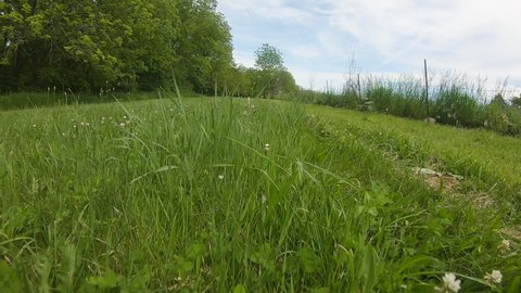 Low angle view camera on a lawn mower running through a grass and clover field surrounded by a wire fence and trees; concepts of nature, running, or freedom