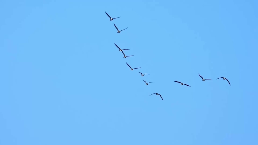 Low-angle shot of geese flying freely in V formation in the blue sky, migrating southwards Royalty-Free Stock Footage #1079565821