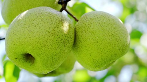 Close-up of two fresh green pears hanging on a pear tree, crispy and delicious fruit