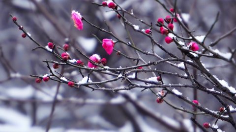 In the cold winter, blooming plum blossoms are covered with snow. Even as the snow falls incessantly, they still stand proudly on their branches.