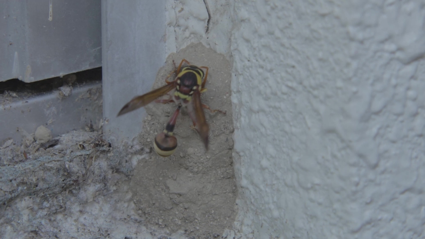 A potter wasp come back with a ball of mud to block the entrance to the hive with mud. The hive is filled with wasp larvae and their food, moth or butterfly larvae.