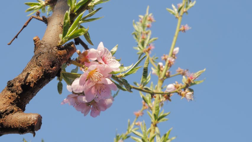 Prunus Persica Tree Flowers in Stock Footage Video (100% Royalty-free