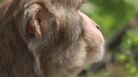 Rhesus macaque closeup slow motion