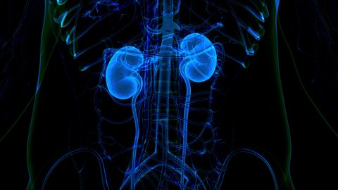 Human Urinary System Kidneys with Bladder Anatomy Animation Concept. 3D