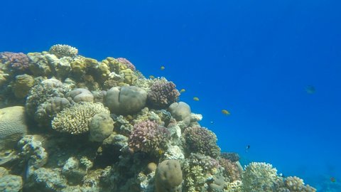 Slow motion, Colorful tropical fishes swims near beautiful coral reef on the shallow water. Underwater life in the ocean. Camera slowly moves sideway to the left side