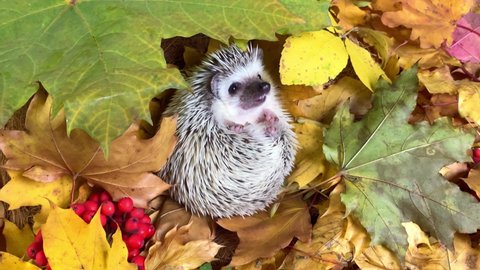 Little hedgehog on fallen autumn leaf background