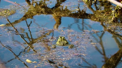 Moor frog (Rana arvalis) inflates his vocal sac - the sound-resonating throat pouch of male frogs. Mating songs of frogs in spring. And lets out a jet.