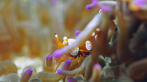 squat shrimp and sea anemone