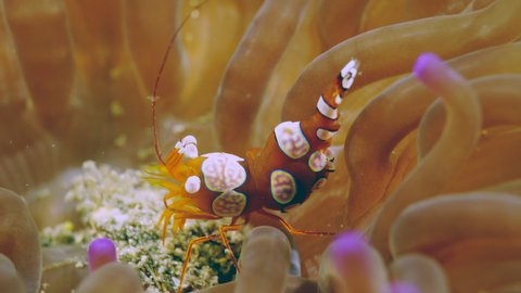 squat shrimp and sea anemone