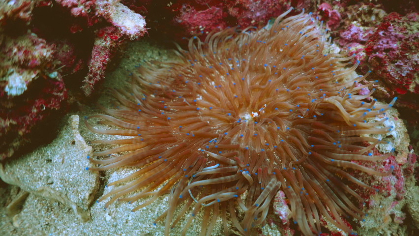 squat shrimp and sea anemone