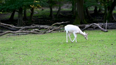 Side view of a little white deer walks around and turns around while eating some grass