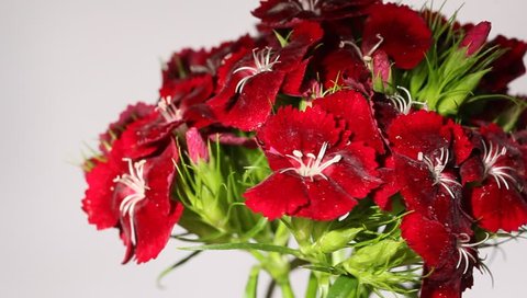 A bouquet of red carnations close up