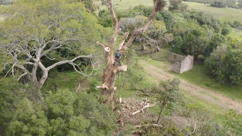 Arborist or tree worker climbing a giant tree cutting branches of a eucalyptus globulus in the mountains 
Recorded with drone anti-cut safety 