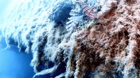 HD video footage of a Common Lionfish (Pterois volitans) in Cyprus
