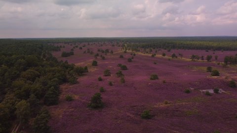 Blooming Heather plants coloring pink and purple in a heathland landscape in summer in the Veluwe nature reserve during a summer day. Drone view from above.