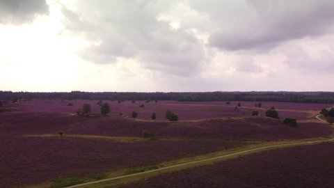 Path through blooming Heather plants coloring pink and purple in a heathland landscape in summer in the Veluwe nature reserve during a summer day. Drone view from above.
