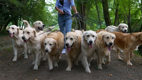 Close up of professional female dog walker or dog sitter is enjoying walk with group of playful purebred pedigree Golden Retriever outdoors for make them training and exercising in green park.