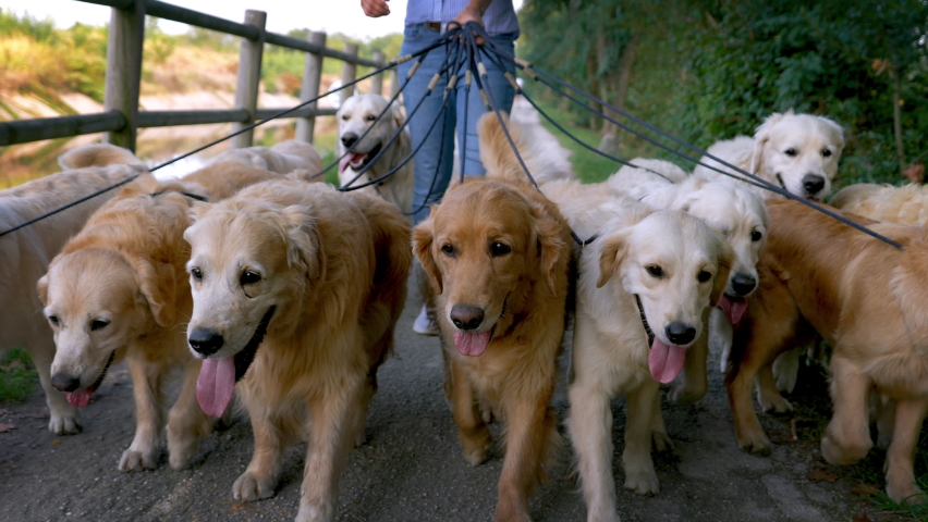 Close up of a Group of Purebred Pedigree Golden Retrievers Enjoying Their Daily Walk Outdoors. Professional Female Dog Walker and Sitter Taking Cute Pets for Training and Exercising in Green Park. Royalty-Free Stock Footage #1079585489