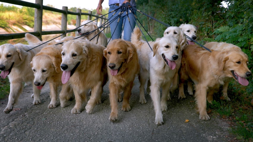 Close up of a Group of Purebred Pedigree Golden Retrievers Enjoying Their Daily Walk Outdoors. Professional Female Dog Walker and Sitter Taking Cute Pets for Training and Exercising in Green Park. Royalty-Free Stock Footage #1079585489