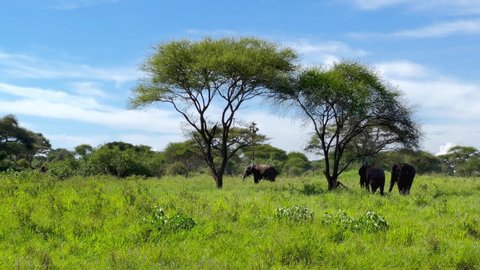 4K footage big African elephants grazing under exotic trees flapping their ears. Ngorongoro crater landscape in Tanzania. Environment, animals footage.
