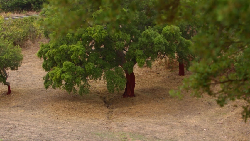 A beautiful rural garden with trees