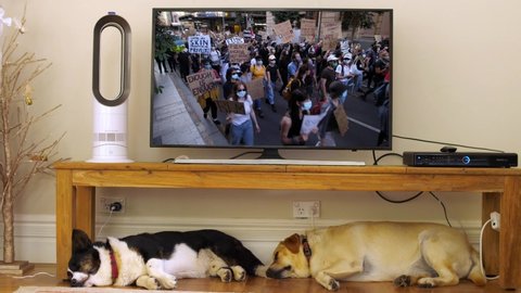 BRISBANE, QUEENSLAND, AUSTRALIA. JUNE 06 2020. March by BLM protestors on TV, with two sleeping dogs underneath. Both videos shown produced by me (MWHUNT), with TV logo airbrushed out.