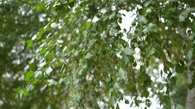 White trunk and foliage of birch are in wind. Green leaves of a tree. Beautiful birch leaves. Birch leaves. Green leaves. Green background. 4k video