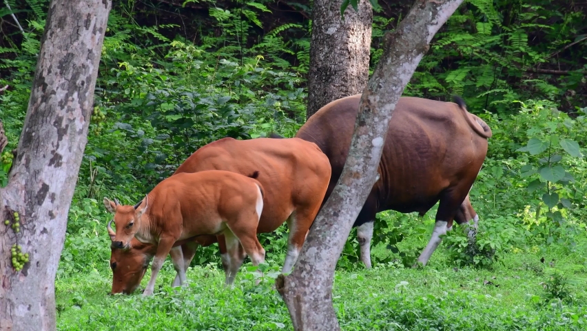 A bull with another adult and a calf grazing before dark in between trees, Banteng, Bos javanicus, Huai Kha Kaeng Wildlife Sanctuary 