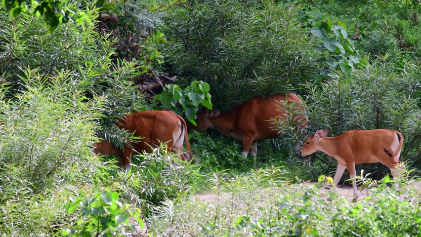 Seen grazing within tall plants at a grassland, Banteng, Bos javanicus, Huai Kha Kaeng Wildlife Sanctuary 