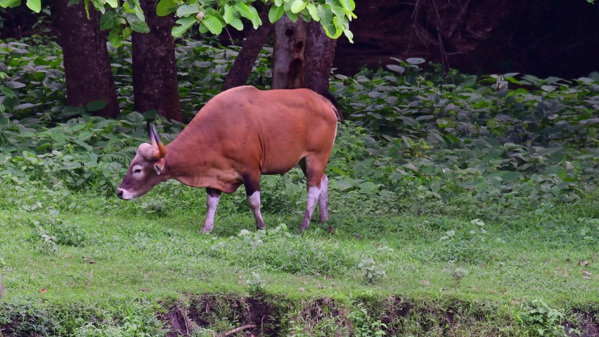 A bull seen grazing alone, Banteng, Bos javanicus, Huai Kha Kaeng Wildlife Sanctuary 