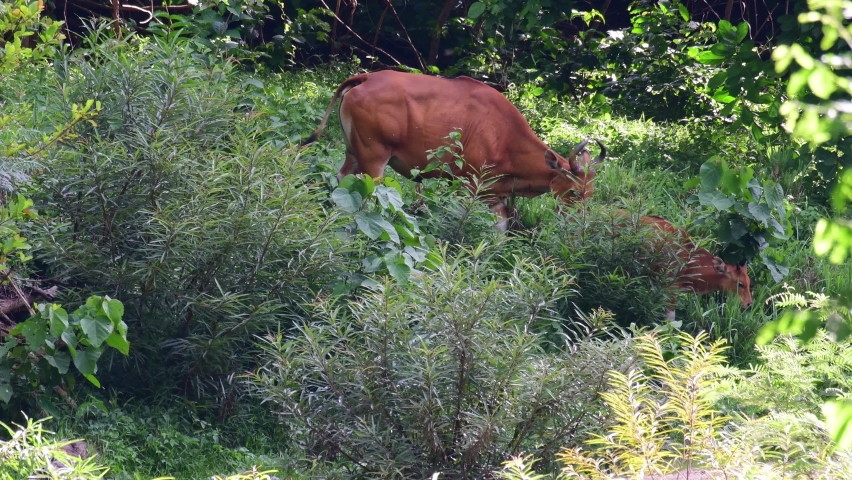 Seen grazing within tall plants, Banteng, Bos javanicus, Huai Kha Kaeng Wildlife Sanctuary 