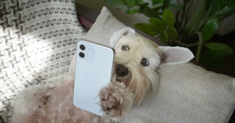 Cute silver miniature schnauzer terrier dog, white terrier dog funny holding smartphone in paw like a hand. Stunning eyes, amazed face in surprise. Funny dog with smartphone concept