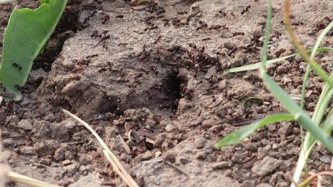 Close-up of A large group of thousands of ants engaged in getting out inside the ant colony or anthill, A large group of ants leaving the ant colony or ant hill in the morning, ants worker , ants army