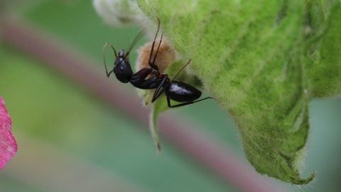 macro view of a big black carpenter ant sitting under a tree leaf, carpenter ant nature, black carpenter ant habit