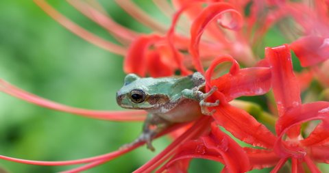 Cute small Japanese tree frog on the red spider lily flower ,nature beauty concept