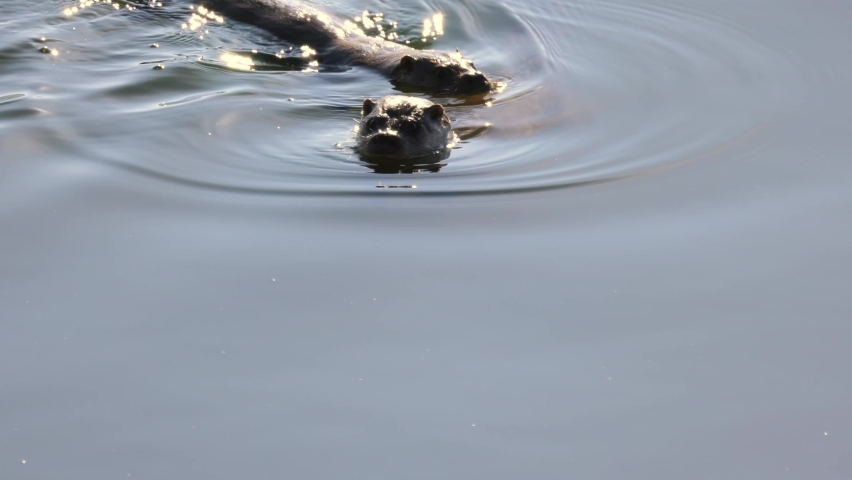 Two Otter swimming and posing 