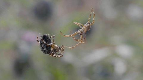 Male Garden Spider Trying to Mate With a Female