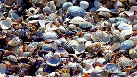 Cerastoderma sp. bivalve shells
in storm emissions on the shore, Tiligul estuary, Black Sea