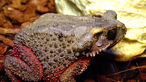 The bony-headed toad (Bufo galeatus) in terrarium