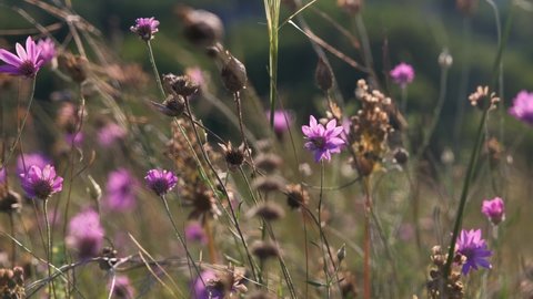 Green meadow in the mountains with flowers and summer grasses. Mixed wildflowers at sunset. UHD 4K