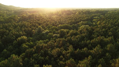 Coniferous forest Top of dense green spruce forest on slopes of mountain range aerial view of drone slide on bright summer day at sunset. Fresh and clean air. Nature. Sun rays. Relax