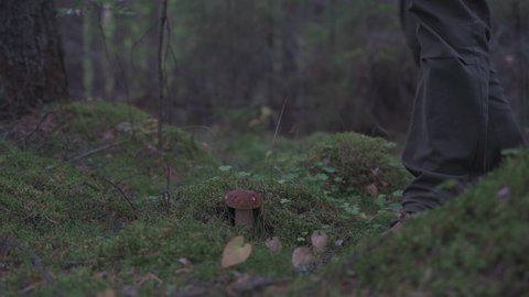 Ripe porcini mushrooms in the autumn forest a mushroom picker cuts a large porcini mushroom with a mushroom knife.