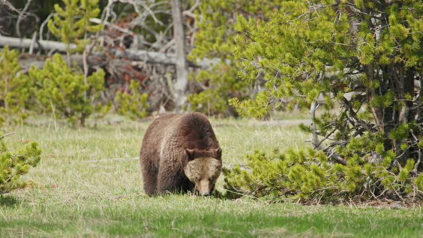 Brown Bear in Yellowstone National Park, Wyoming image - Free stock ...