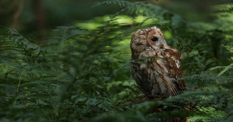 Owl in green forest. Tawny owl, Strix aluco, perched in green bracken. Beautiful brown owl in morning sunrays. Portrait of nocturnal bird of prey in natural habitat. Wildlife from European nature.